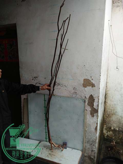 IMG20170220112253.jpg