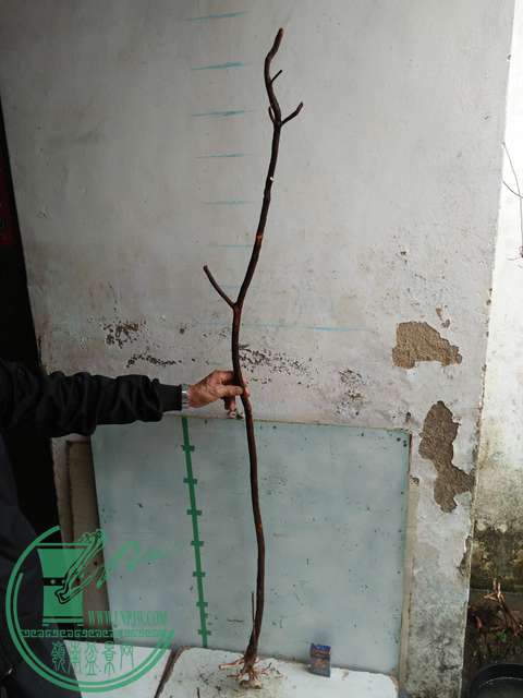 IMG20170220112330.jpg