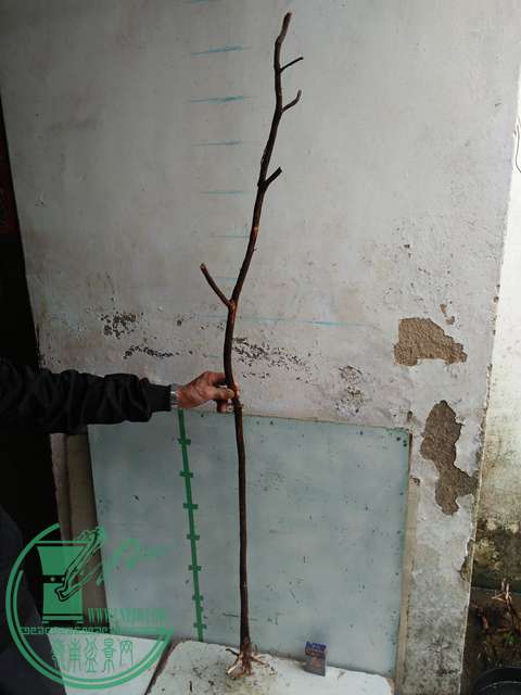IMG20170220112338.jpg
