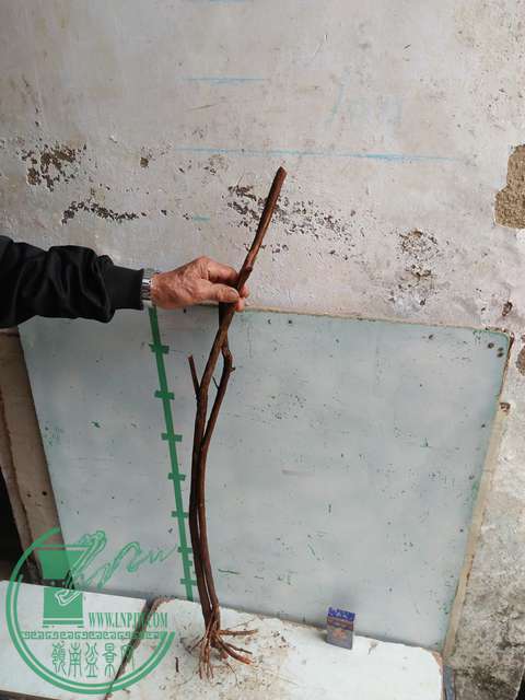 IMG20170220112407.jpg
