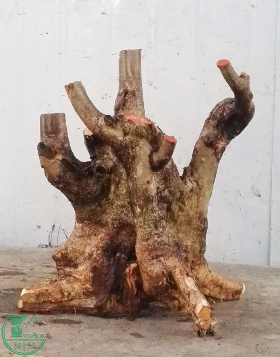 2ŶԽڰ