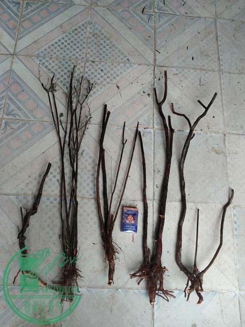 IMG20170220111329.jpg