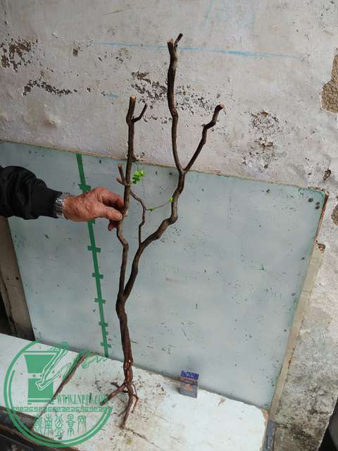 IMG20170220111614.jpg