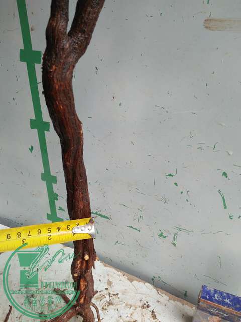 IMG20170220111619.jpg