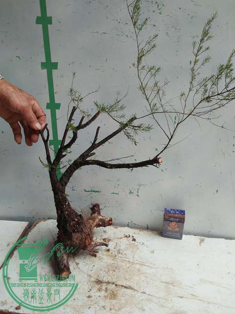IMG20170220110949.jpg