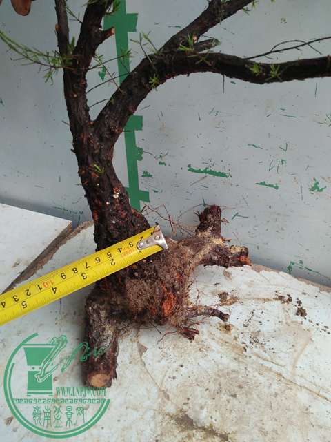 IMG20170220110957.jpg