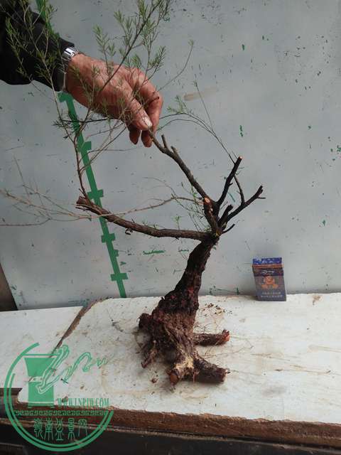 IMG20170220111038.jpg