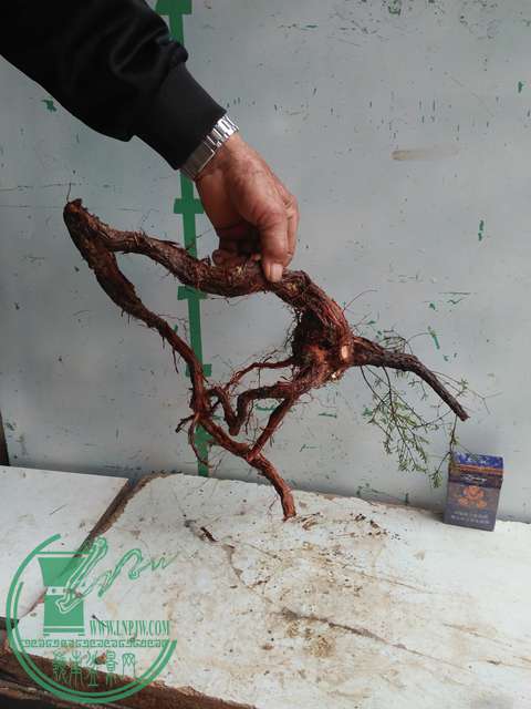 IMG20170220111130.jpg