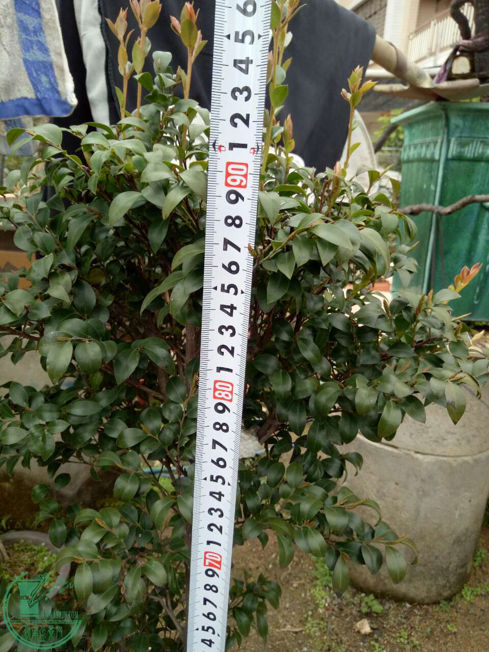 mmexport1487673523218.jpg