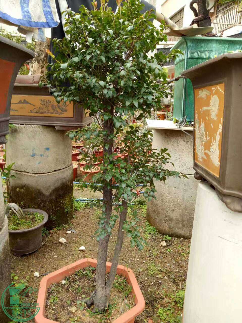 mmexport1487673515845.jpg