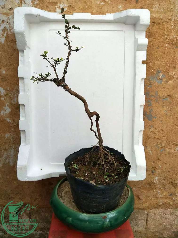 ͼ100