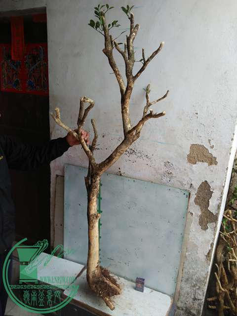 IMG20170221125634.jpg