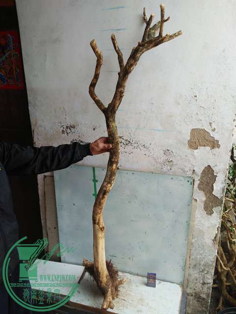 IMG20170221125756.jpg