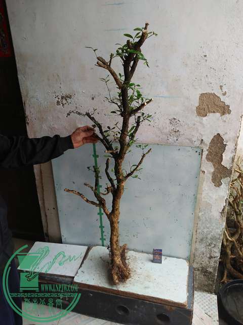 IMG20170221130000.jpg