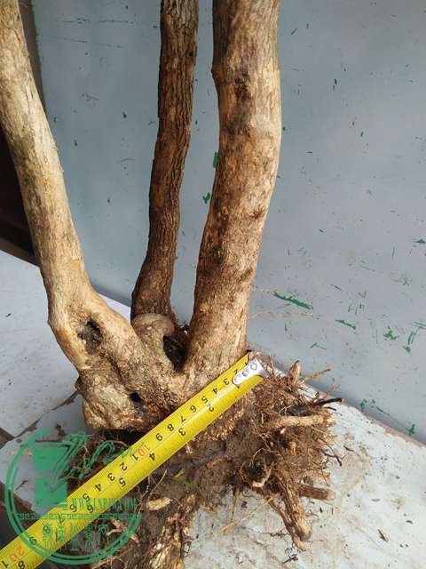IMG20170221130048.jpg