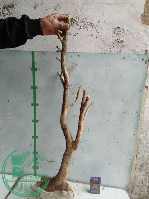 IMG20170221130724.jpg