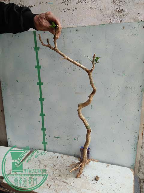 IMG20170221130955.jpg