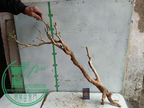 IMG20170221130810.jpg