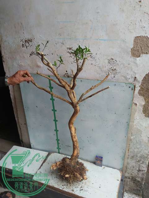 IMG20170219130043.jpg