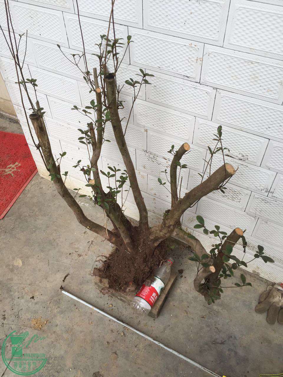20.jpg