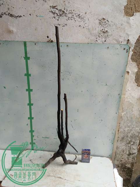 IMG20170222120747.jpg