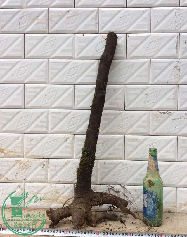 image.jpeg