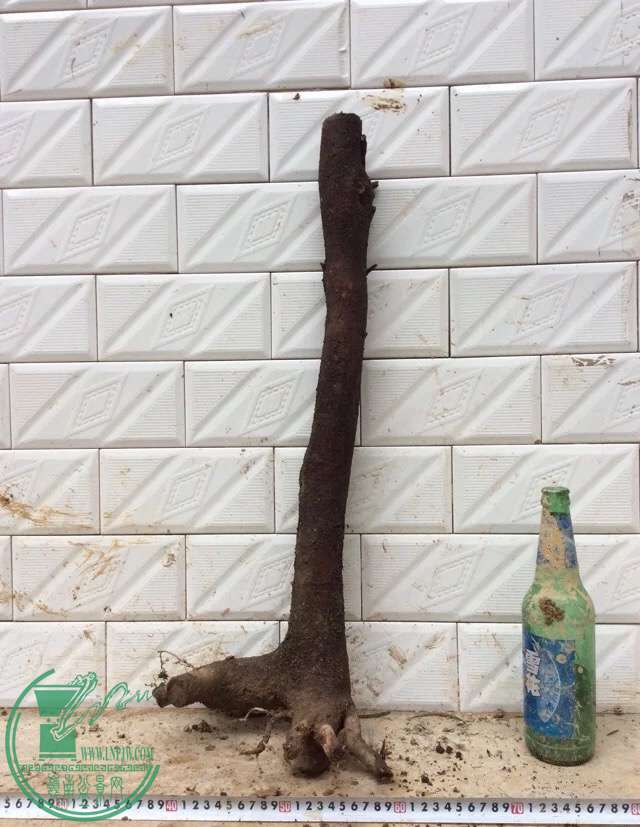 image.jpeg