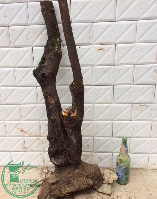 image.jpeg