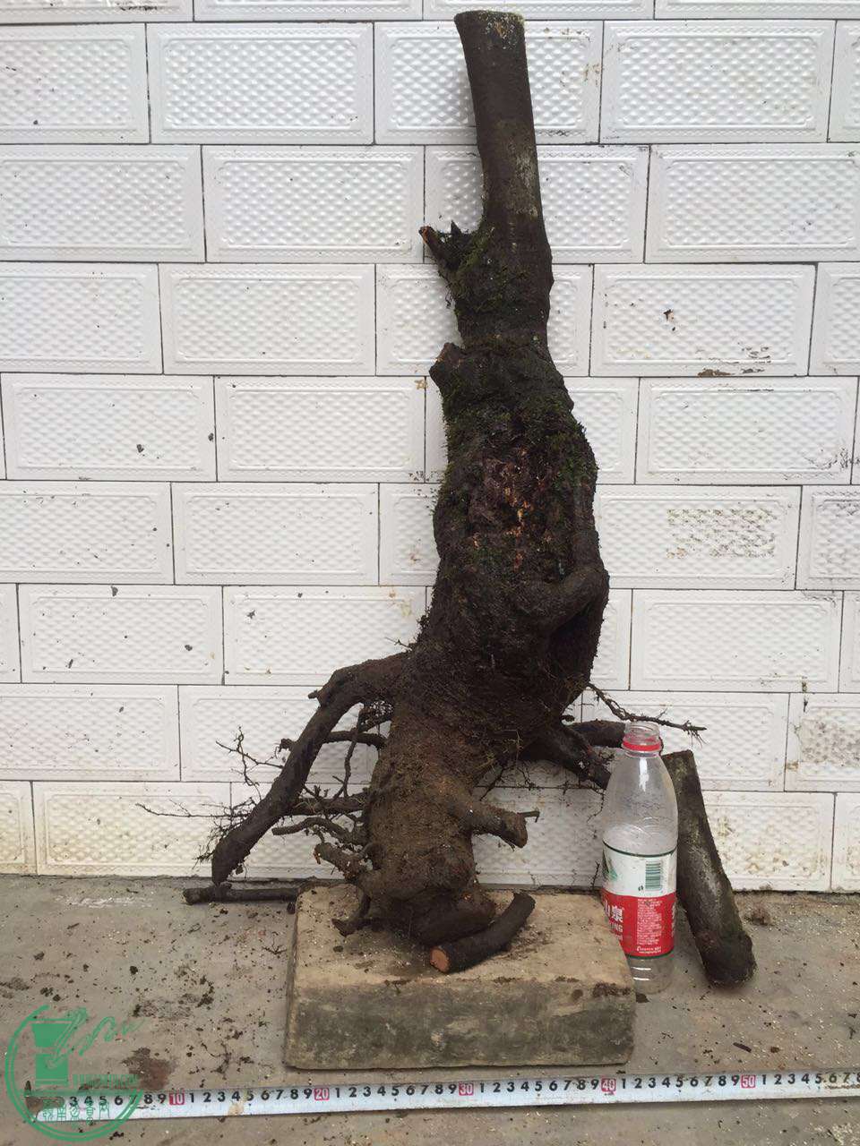 18.jpg