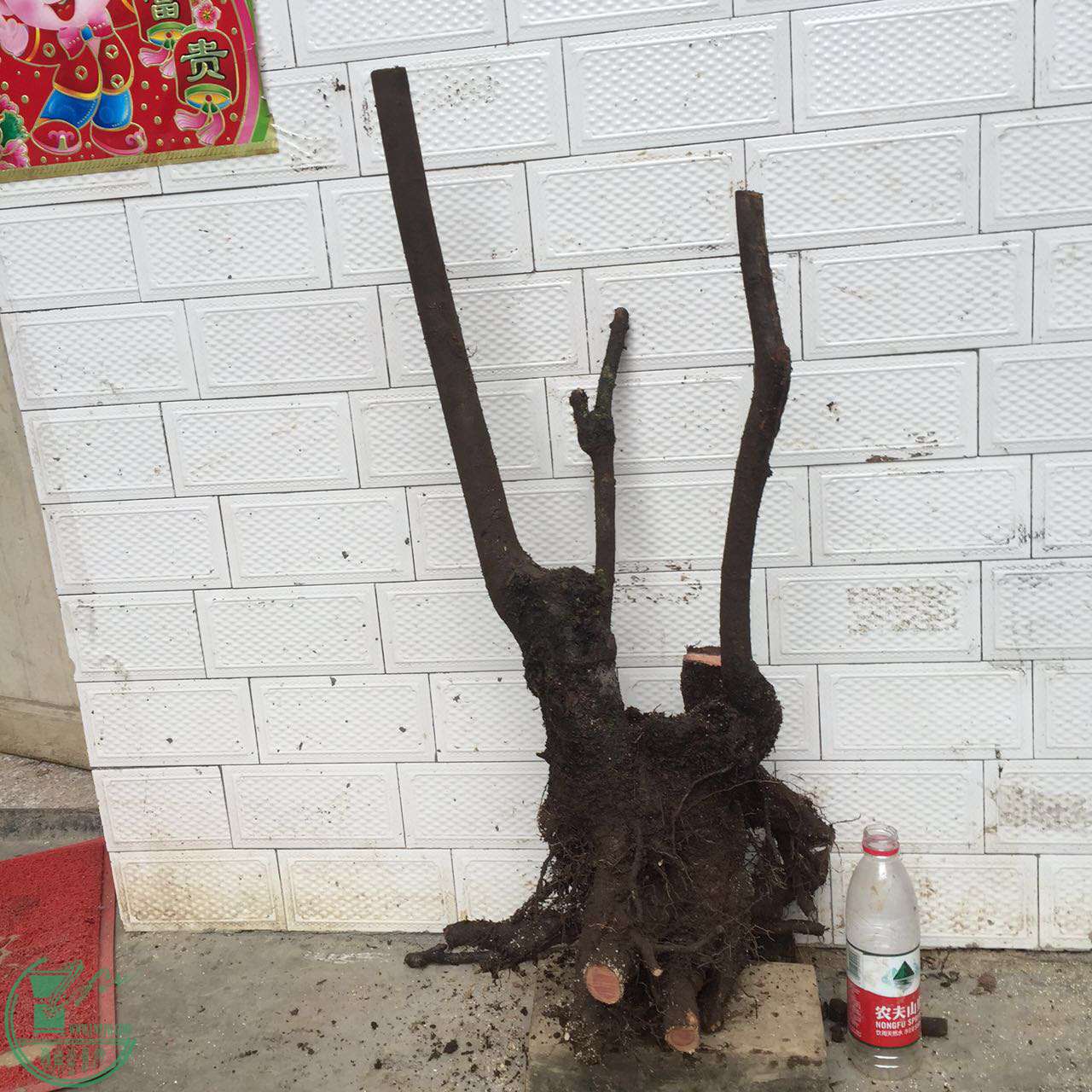 33.jpg