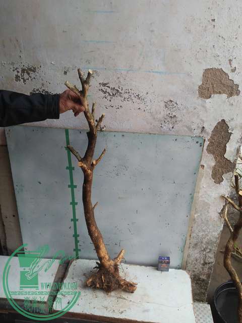 IMG20170223125306.jpg