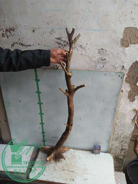IMG20170223125323.jpg