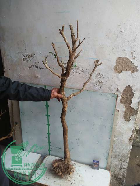 IMG20170223125448.jpg