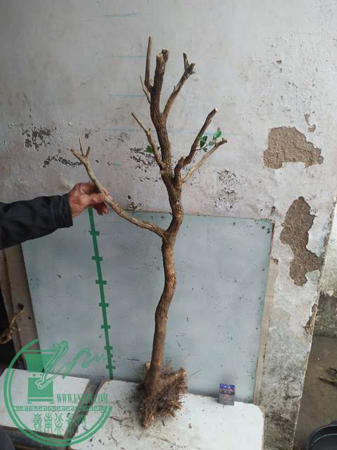 IMG20170223125504.jpg
