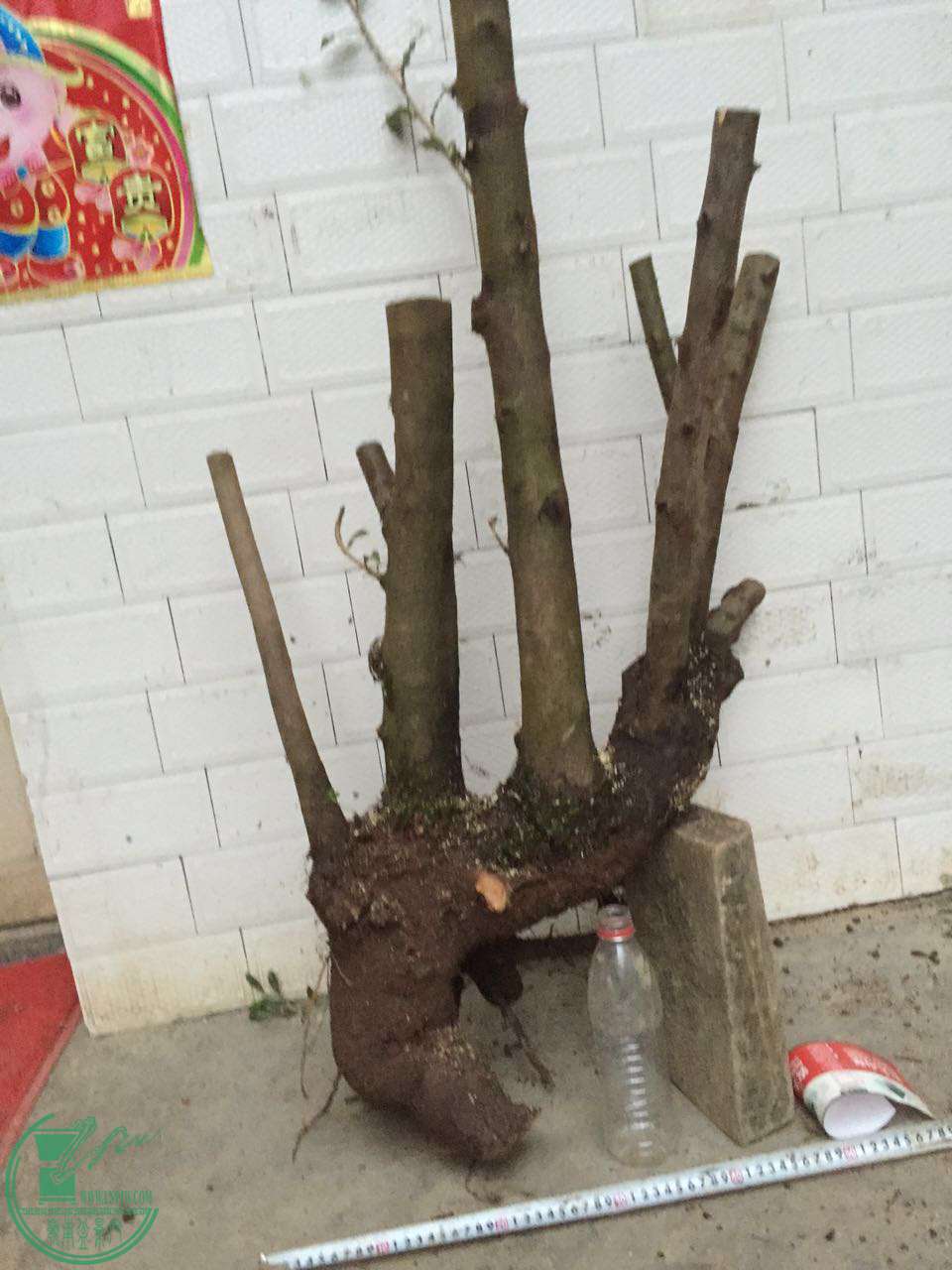 27.jpg