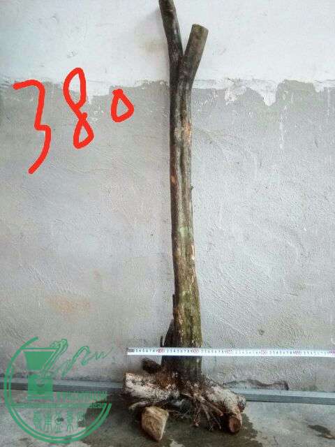 862516