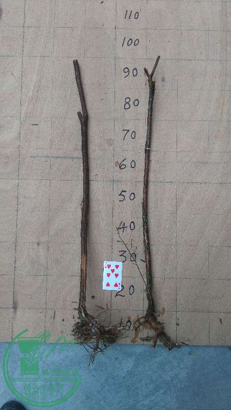862656