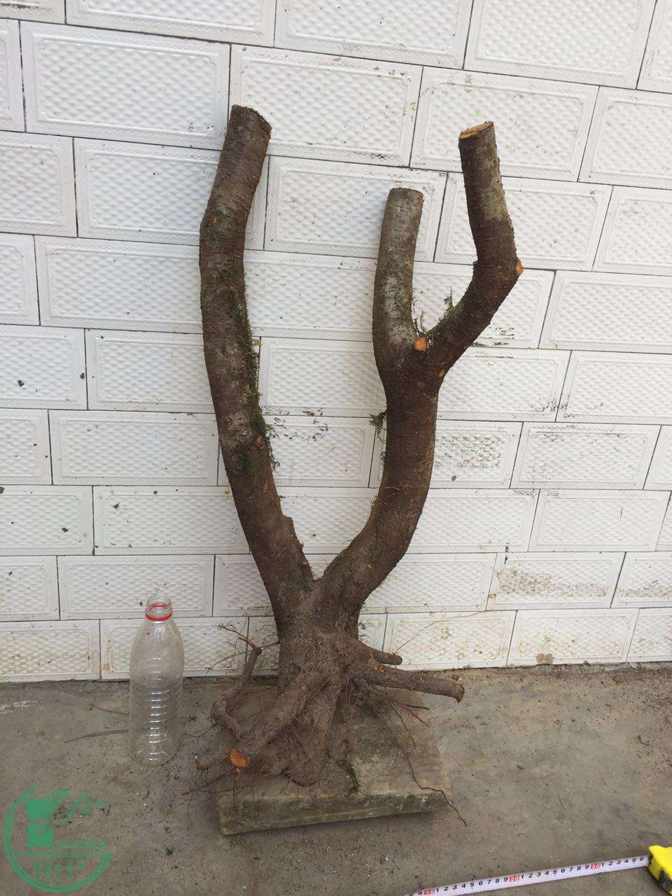 33.jpg