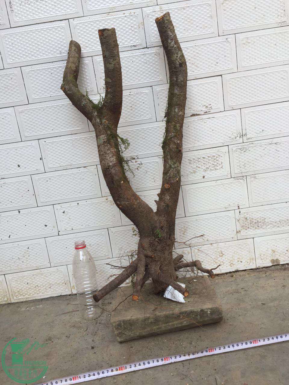 35.jpg