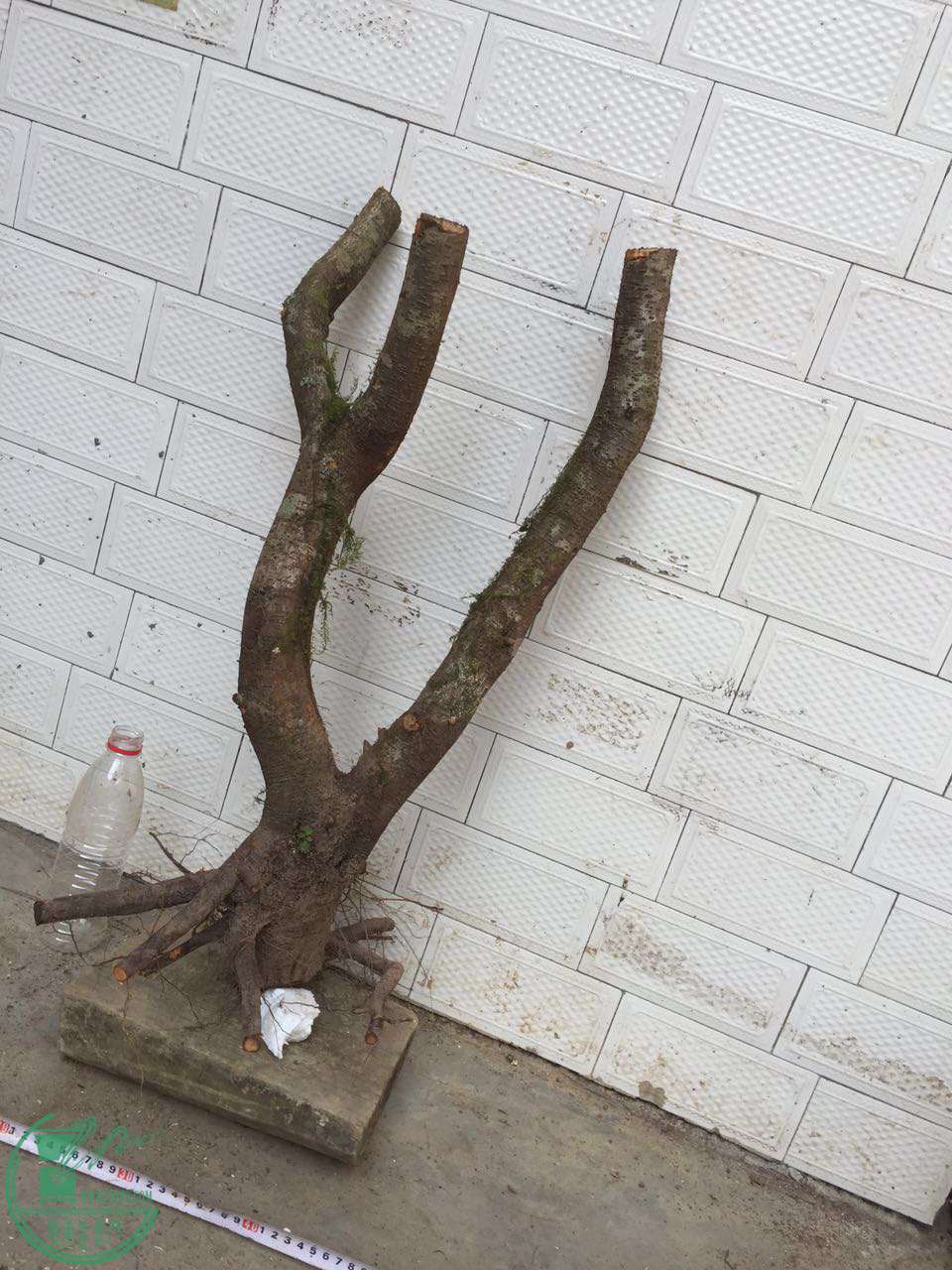 36.jpg
