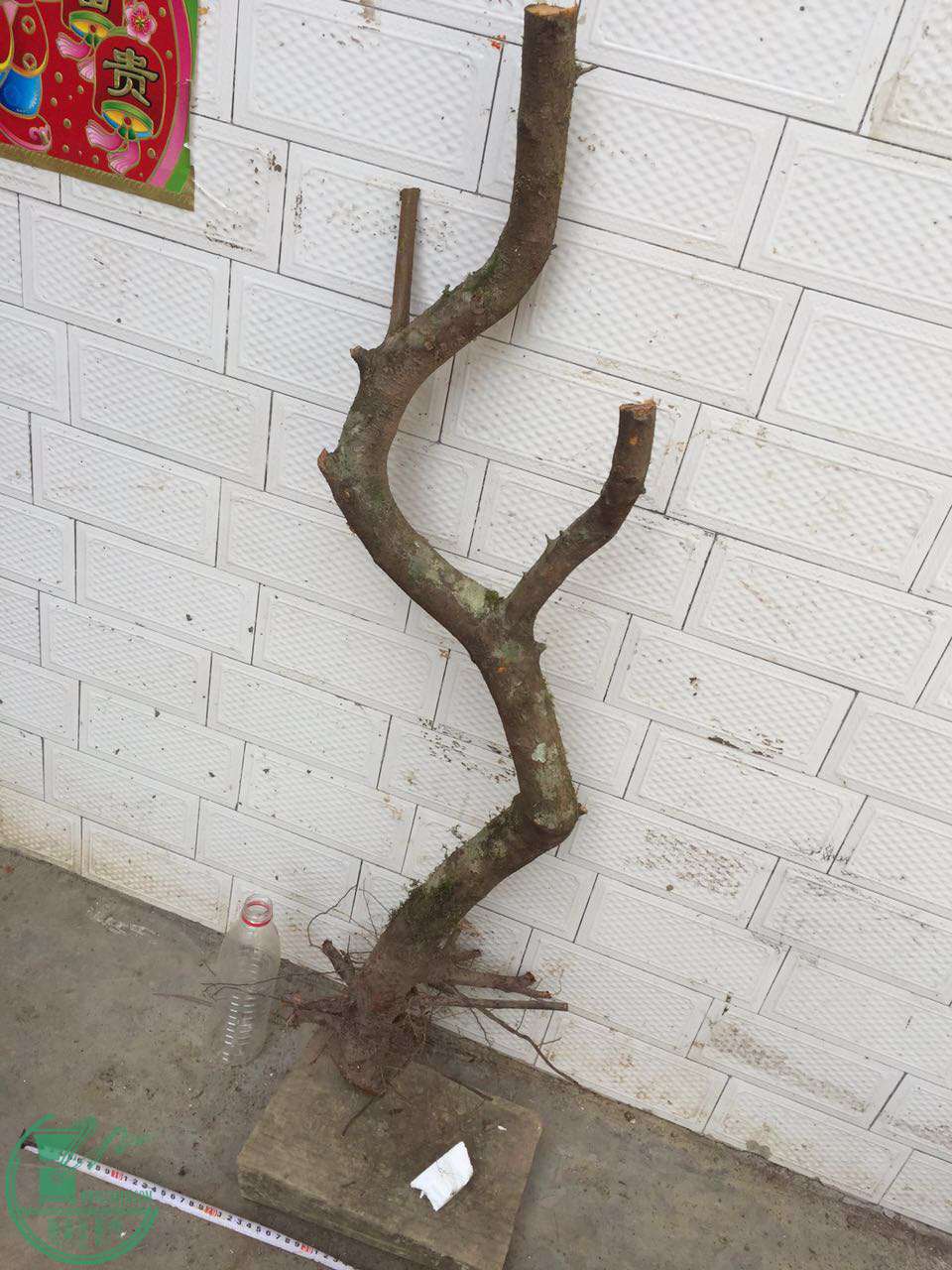 41.jpg