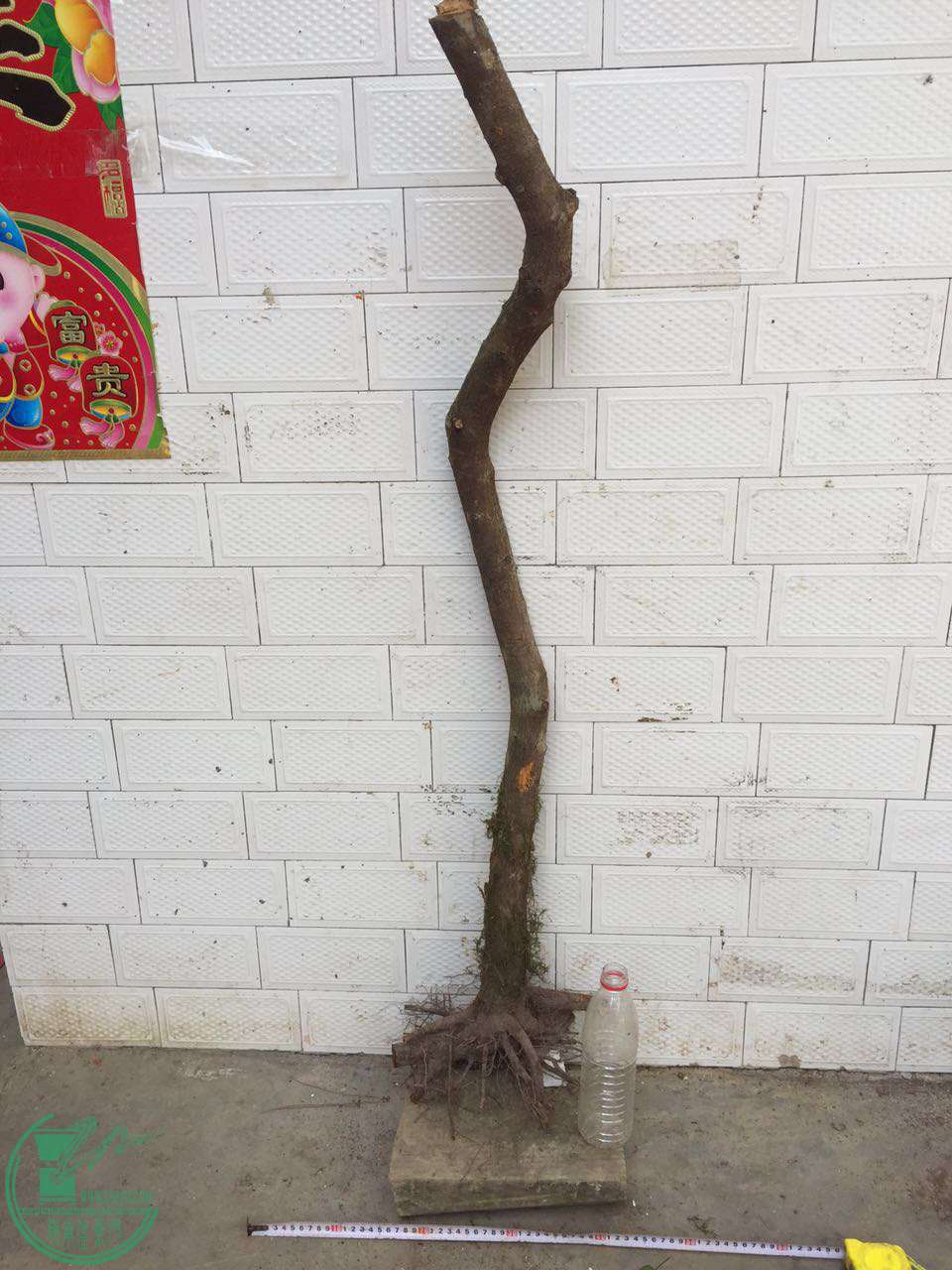 55.jpg