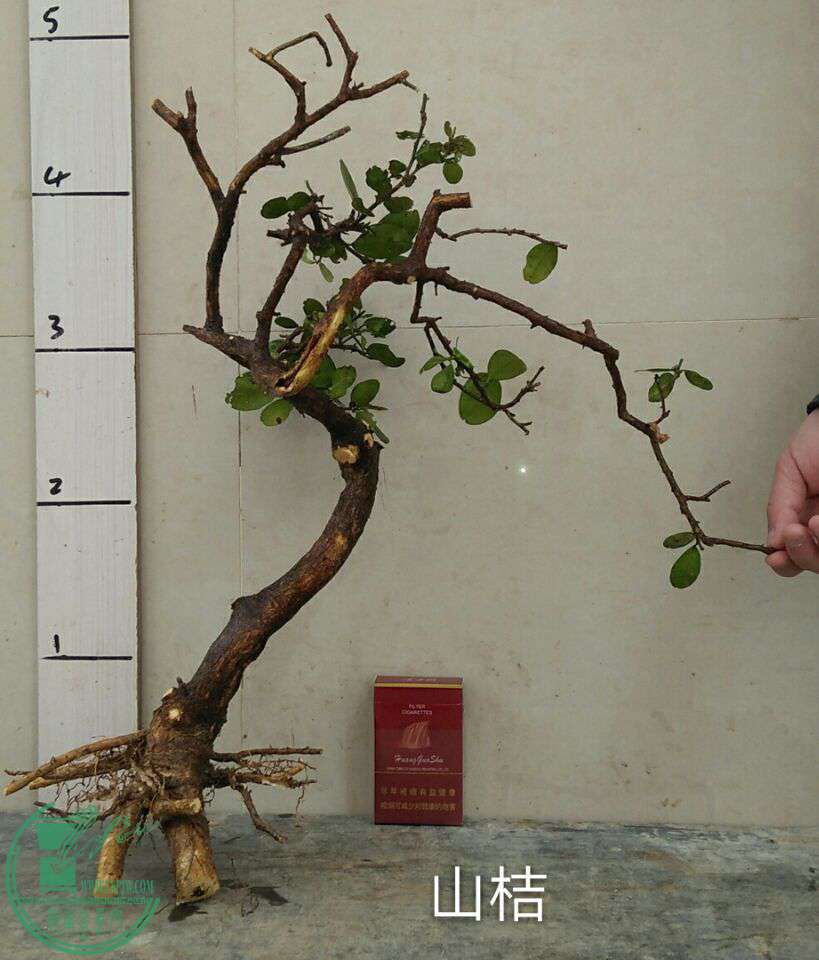 QQͼƬ20170226221737.jpg