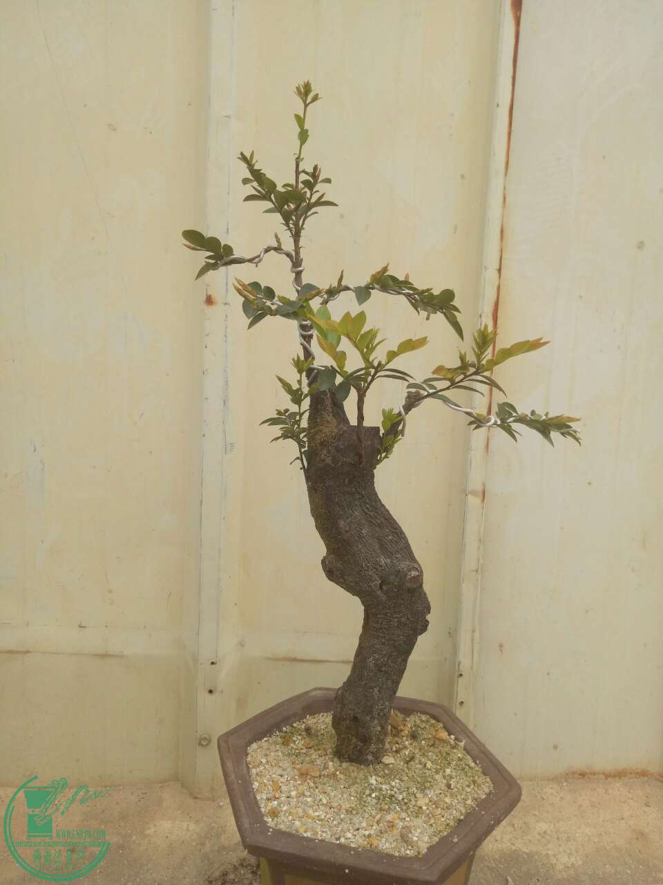 mmexport1488179935592.jpg