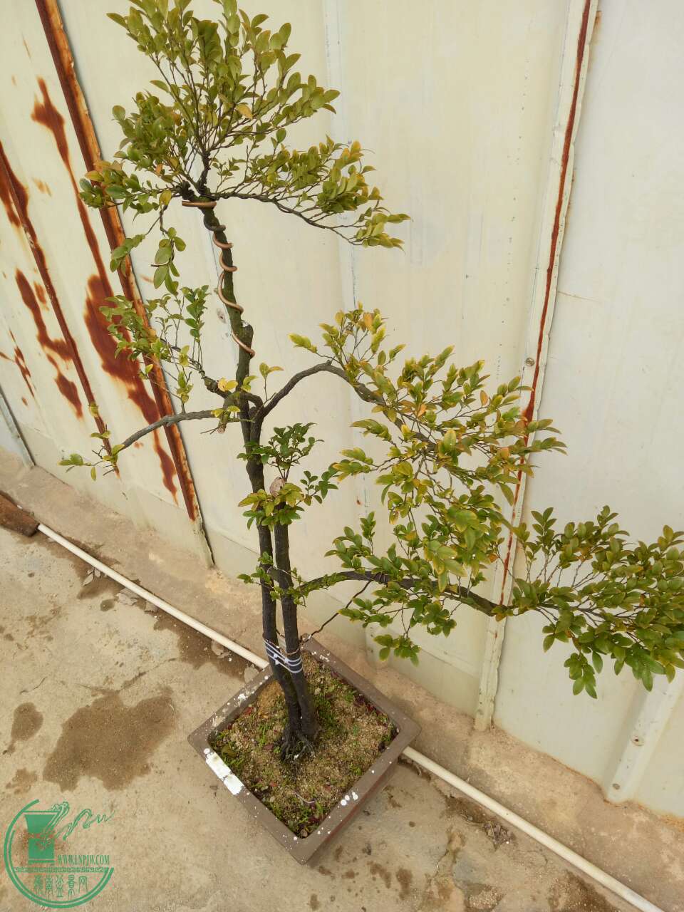 mmexport1488179916936.jpg