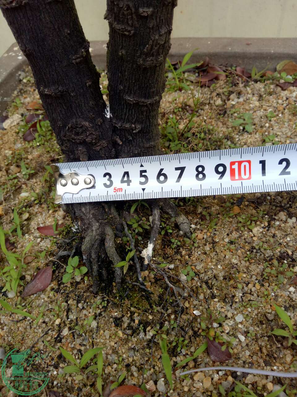 mmexport1488179914571.jpg