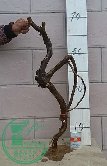 20170227_175743_mh1488193487908.jpg