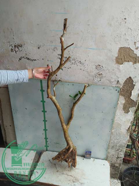 IMG20170227101608.jpg