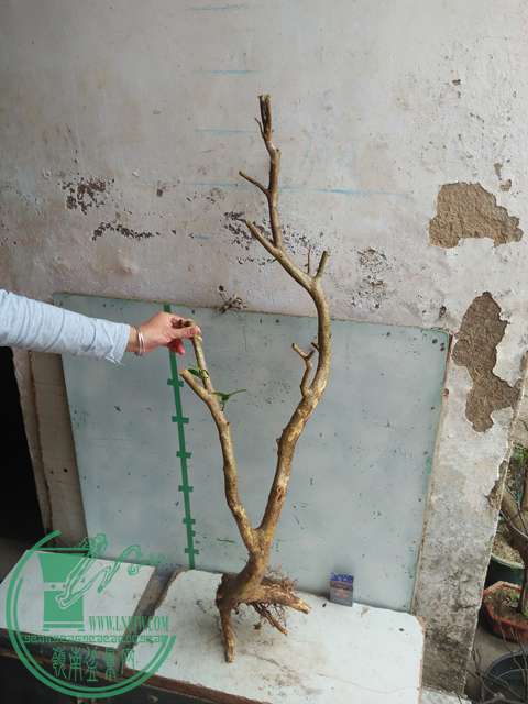 IMG20170227101623.jpg