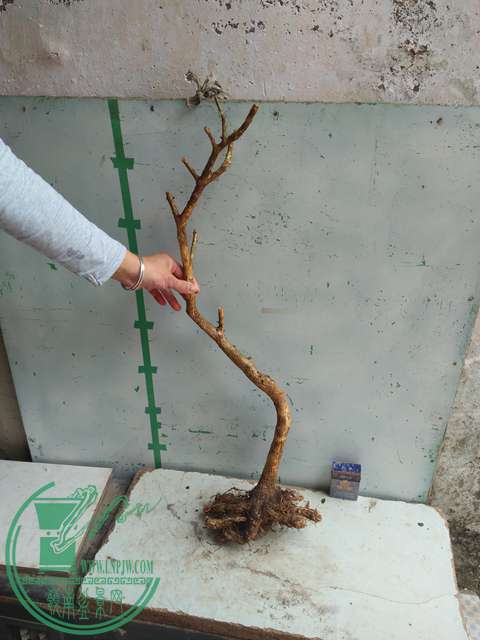 IMG20170227101638.jpg